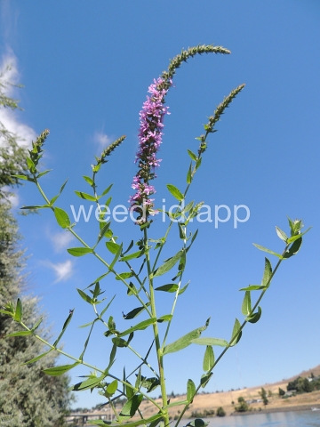 loosestrife, purple